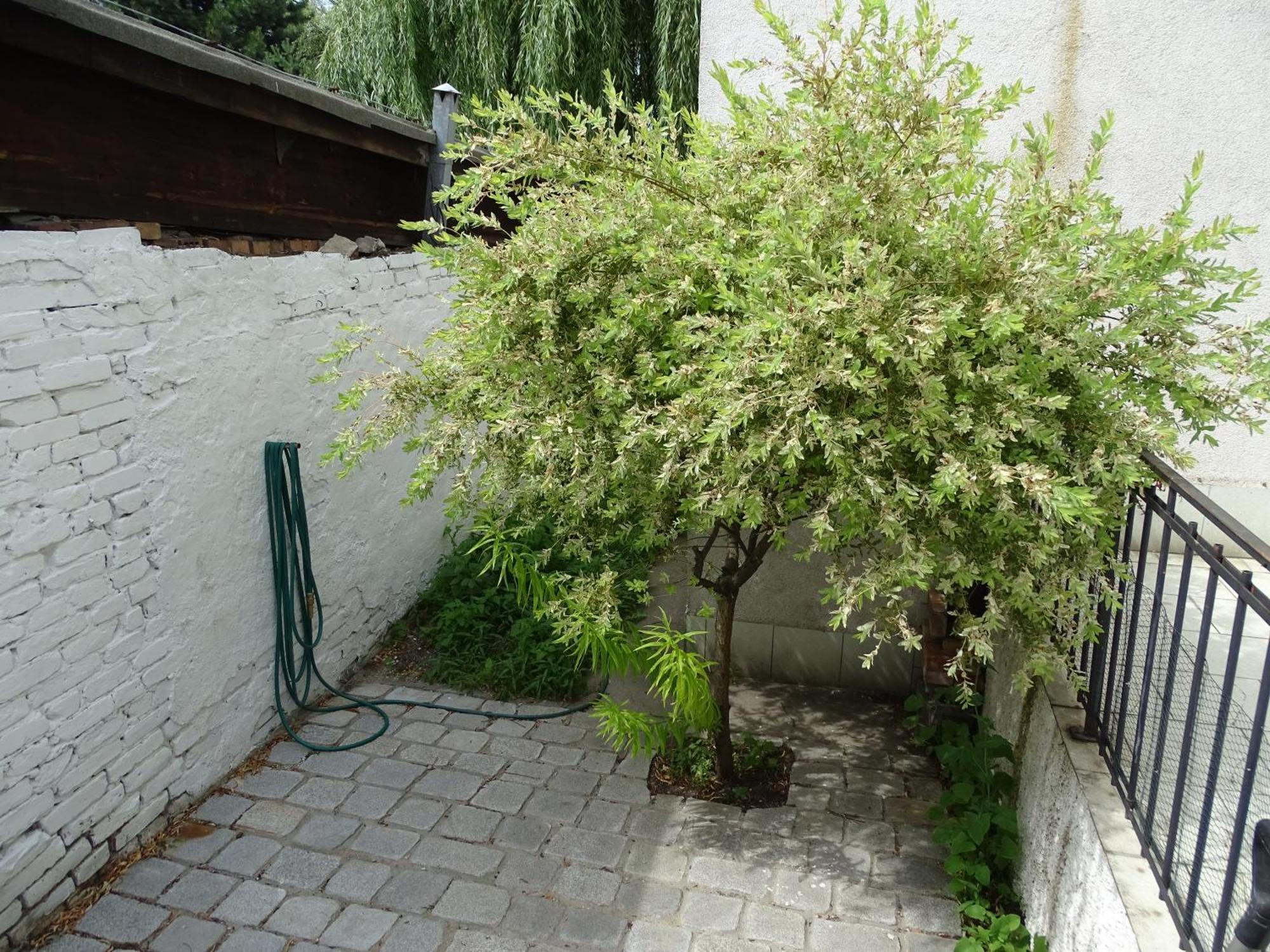 Mur 4 - Apartament z ogródkiem. Torun Exterior foto
